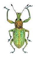Entiminae Gen sp16