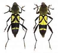 Mecometopus leprieuri  (Laporte & Gory, 1835)  ♂ & ♀