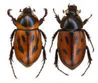 Cyclocephala marginalis  Kirsch, 1870  ♂ & ♀