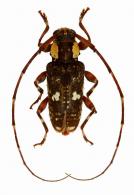 Neobaryssinus abbreviatus  Monné & Monné, 2012