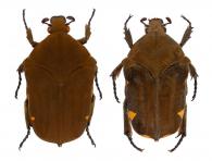 Gymnetis margineguttata (Gory & Percheron, 1833)  var.