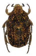 Marmarina maculosa (Olivier, 1789)