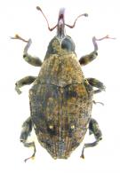 Piazurus pleuronectes  (Fabricius, 1801)