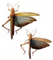 Tropidacris collaris  (Stoll) ♂ & ♀