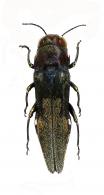 Agrilus colleti Curletti & Brûlé, 2011