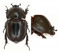 Enema endymion  Chevrolat, 1843