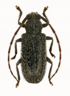 Drycothaea brasiliensis  (Breuning, 1974)