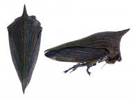 Potnia sp1