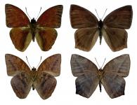 Narope cyllabarus  Westwood, 1851 ♂ & ♀
