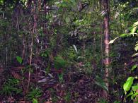 Forêt secondaire