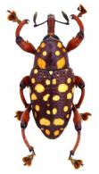 Marshallius pardalis  (Pascoe, 1889)