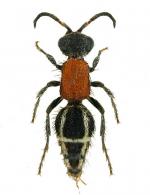 Mutillidae Gen sp7