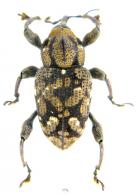Marshallius contaminatus  (Boheman, 1843)