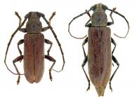 Eusapia amazonica  (White, 1855)   ♂ & ♀