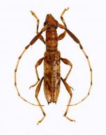Compsibidion armantei  (Martins, 1960)