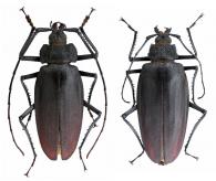 Ctenoscelis ater  (Olivier, 1795) ♂ & ♀