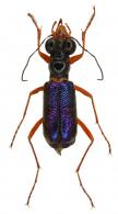 Iresia (Iresia) mniszechii Chaudoir, 1862