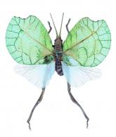 Typophyllum lunatum  Pictet, 1888