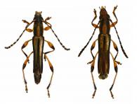 Odontocera parallela White, 1855 ♂ & ♀