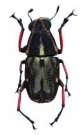 Antrhibinae Gen sp14