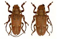 Oncideres albomarginata albomarginata  Thomson, 1868  ♂ & ♀