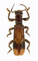 Cleridae Gen sp4