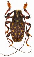 Chalastinus pantherinus  Lacordaire, 1872