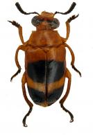 Mastosthethus sp5 ?
