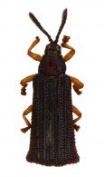Octhispa sp4