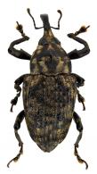 Cratosomus cancellatus Erichson, 1848