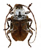 Leptostylus melasmus  Monné, Monné & Tavakilian, 2013 