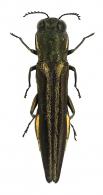 Agrilus sp7