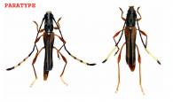 Acatinga gallardi  (Penaherrera-Leiva & Tavakilian, 2004) ♂ & ♀ PARATYPE ♂