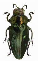 Chrysobothris polita Kerremans, 1897