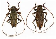 Nyssodrysternum serpentinum   (Erichson, 1847) ♂ & ♀