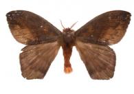 Hylesia moronensis  Lemaire, 1976