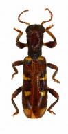 Cleridae Gen sp9