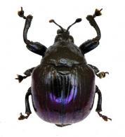 Hybolabus cf ater (Olivier, 1807)