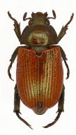 Epichalcoplethis aciculata   Bates, 1904