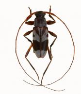 Acanthocinini Gen sp G154