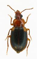 Carabidae Gen sp3
