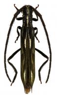 Hydraschema leptostyla Lane, 1938