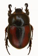 Arriguttia brevissima  (Arrow, 1911)