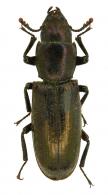 Temnoscheila sp1