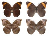 Catoblepia xanthicles sosigenes (Fruhstorfer, 1913)  ♂ & ♀