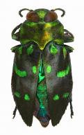 Chrysobothris amabilis Laporte & Gory, 1837