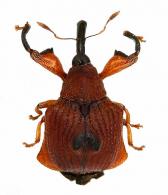 Odontopus aesopus  Fabricius, 1801