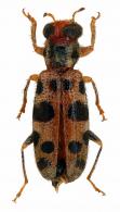 Cleridae Gen sp15