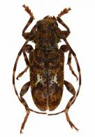 Punctozotroctes chemsaki  Tavakilian & Neouze, 2007
