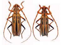 Ceragenia leprieurii  Buquet in Guérin-Méneville, 1844 ♂ & ♀
